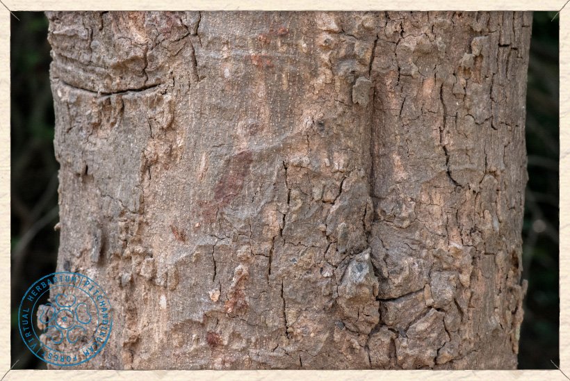 Monoon longifolium trunk