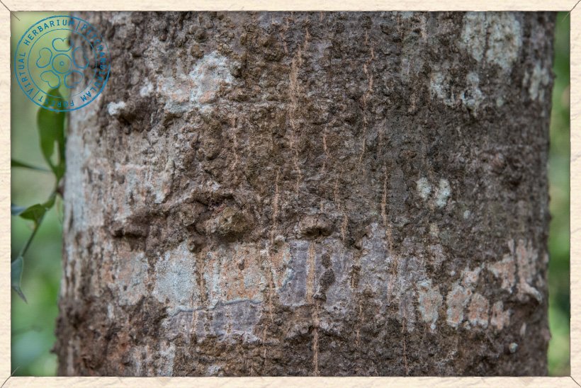 Spondias pinnata trunk