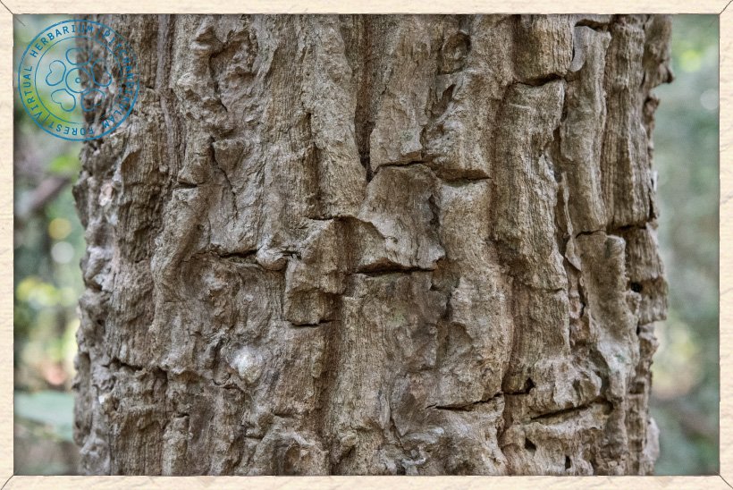 Spondias pinnata old trunk