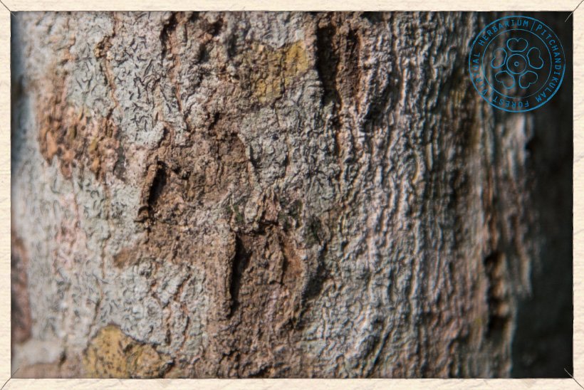 Suregada lanceolata bark