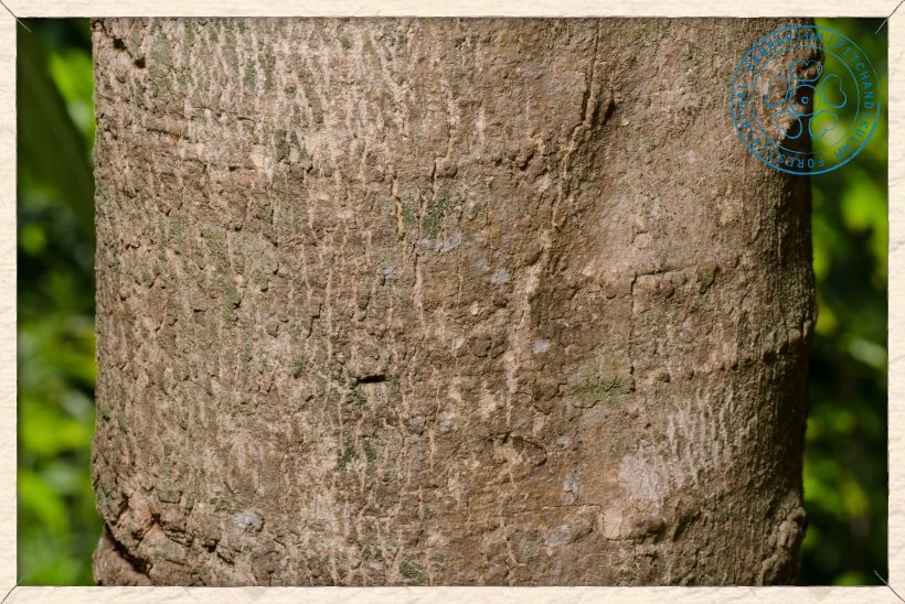 Wrightia tinctoria trunk