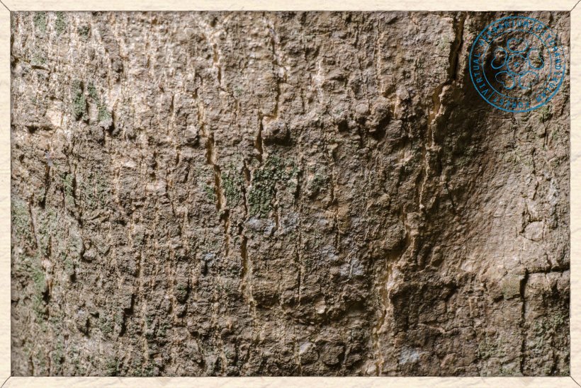 Wrightia tinctoria bark