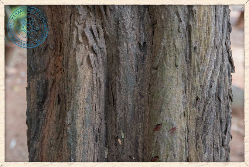 Ziziphus jujuba trunk