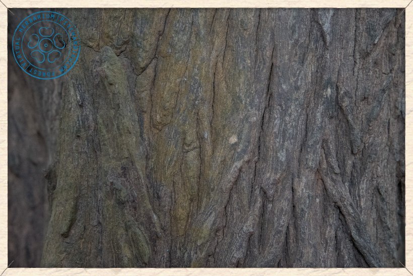 Ziziphus jujuba bark