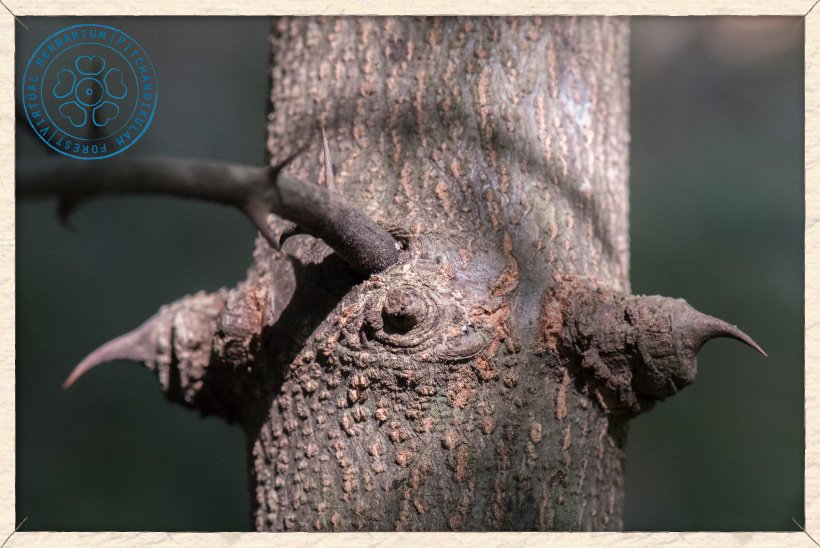Ziziphus oenopolia thorny stem