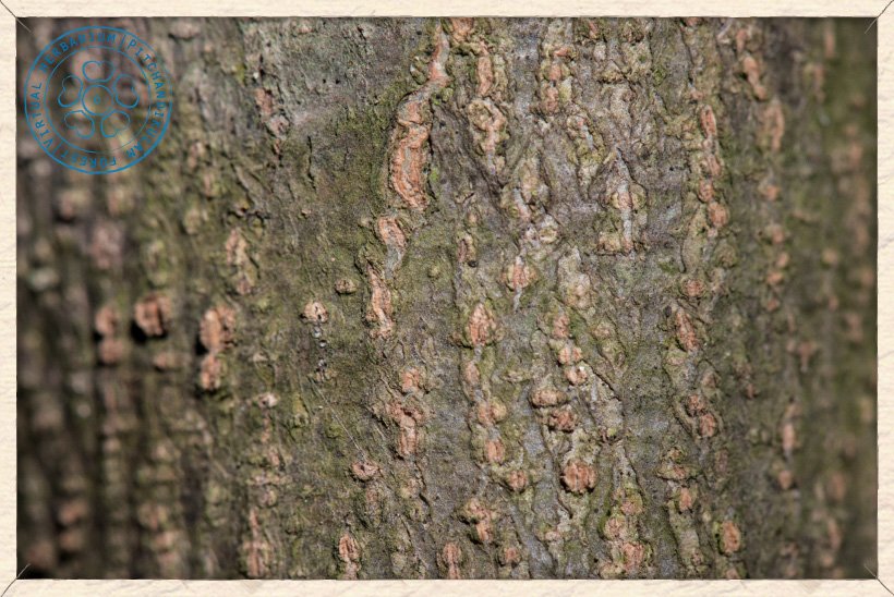 Ziziphus oenopolia bark