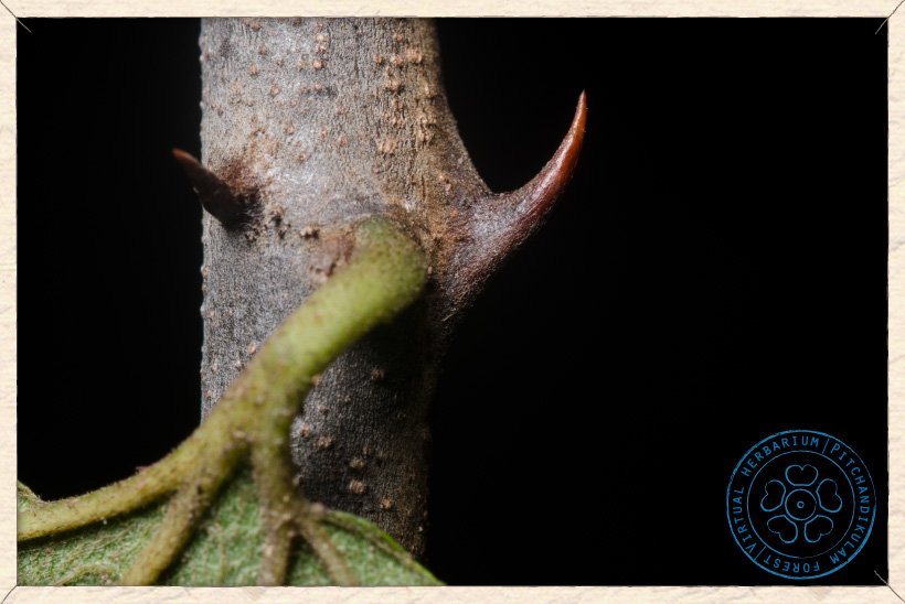 Ziziphus oenopolia prickle