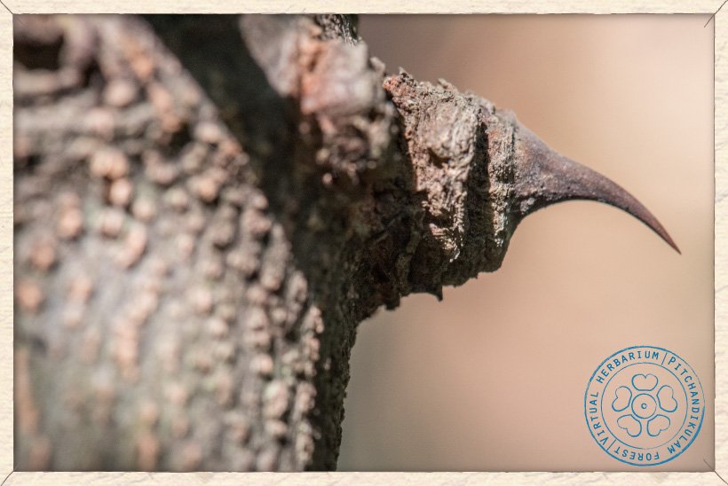 Ziziphus oenopolia prickle